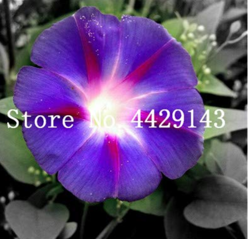 100 Pcs/Bag Rare Star Petunia Blue Bonsai Garden and Patio Potted Plant Morning Glory Flowers Bonsai petuniya Bonsai - (Color: 12)