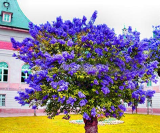 200 Pcs Bonsai Lilac Flower Syringa Vulgaris Sensation Bonsai Lilac Flower Tree for Bonsai Perennial Garden Aromatic Plant - (Color: Mix)