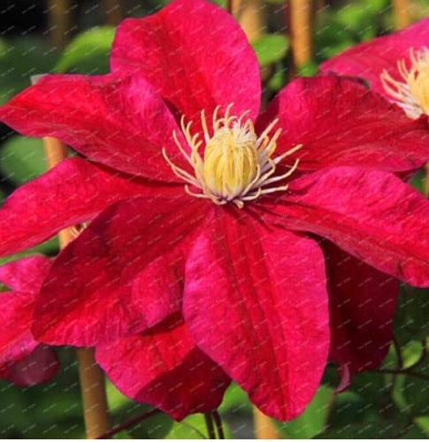 100 Pcs/Pack Clematis Flowers, Mixed Clematis Flores, Potted Clematis Garden Flower Perennial Planting Rare Flower Bonsai - (Color: Burgundy)