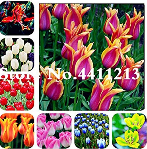 50Pcs Dutch Tulip Flower Mix Color Bonsai Tulip Flower Bonsai Perennial Blooming Potted Plant for Home Garden Courtyard Planting - (Color: Mixed)