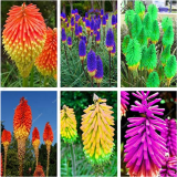 300pcs True Hot Poker (Kniphofia Uvaria) Beautiful Torch Lily Flower Perennial Bonsai Potted Plants for Home Garden Good Quality - (Color: Mix)