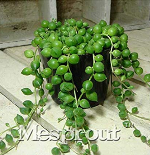 100pcs/bag Round Pearl Chlorophytum Bonsai Beads Bonsai Absorb Formaldehyde Potted Plants Indoor Air Purification Plants