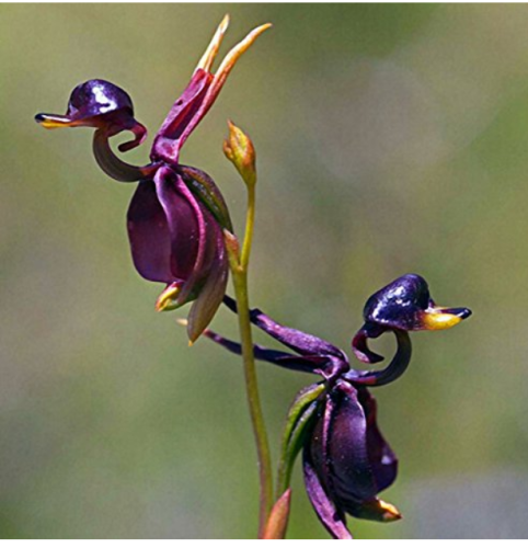 100Pcs/Pack Caleana Major Flying Duck Orchid Seeds Garden Potted Decor Flowers Plants Seeds