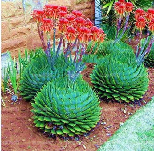 100pcs Spiral Aloe Bonsai Plants Rare Aloe polyphylla Flower Perennial Indoor or Outdoor Succulent Plant for Home Garden Plants