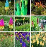 100pcs True Hot Poker (Kniphofia Uvaria) Beautiful Torch Lily Flower Perennial Bonsai Potted Plants for Garden Good Quality - (Color: Mixed)