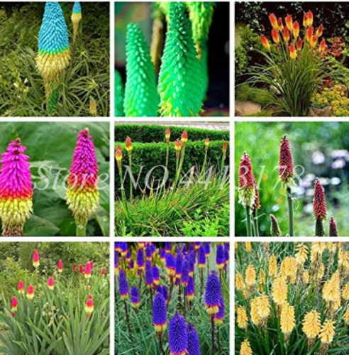 100pcs True Hot Poker (Kniphofia Uvaria) Beautiful Torch Lily Flower Perennial Bonsai Potted Plants for Garden Good Quality - (Color: Mixed)