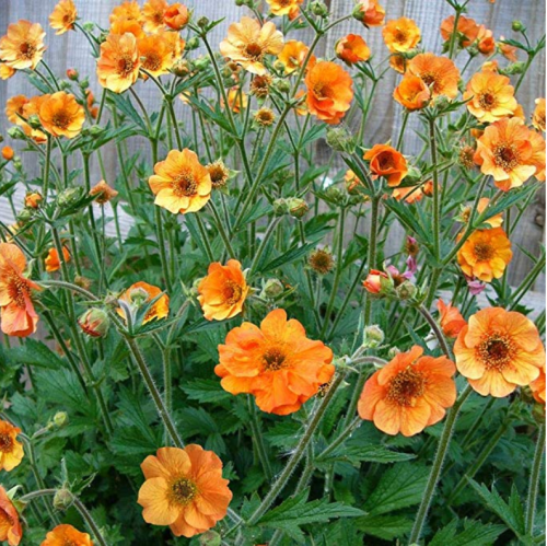 20pcs/lot Geum 'Totally Tangerine' Avens Flower -s Home Garden