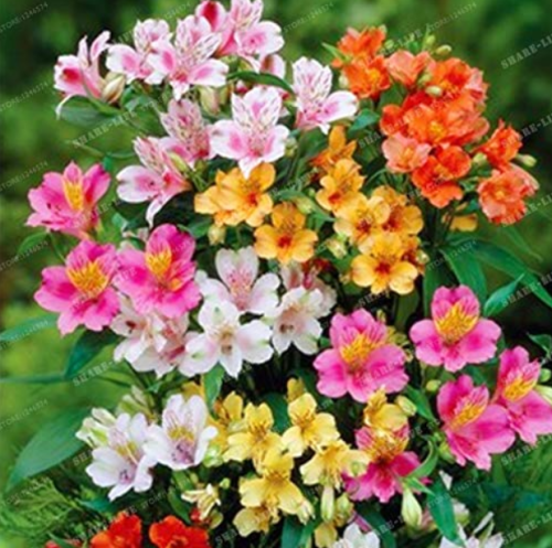 100pcs Alstroemeria Bonsai Peruvian Lily Alstroemeria Inca Bandit- Princess Lily Bonsai Flower Planta for Home Garden - (Color: Mix)