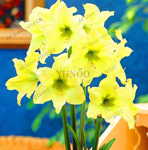 Super Big Bulb True Amaryllis Bulbs,hippeastrum Flowers Bulbs Rare Bonsai Plants Barbados Lily Potted Home Garden pl - (Color: Mix)