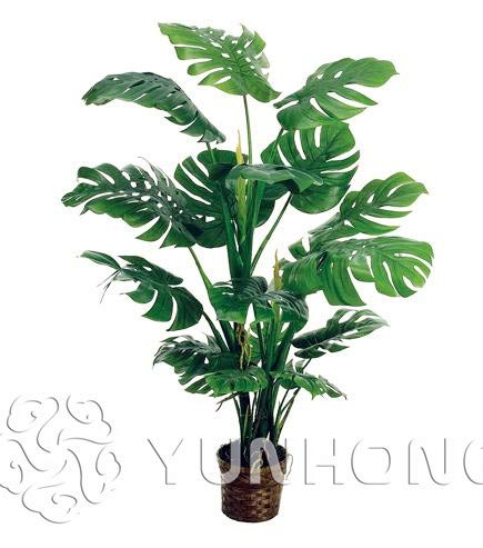 100pcs Philodendron Bonsai, Vine Leaf, Indoor Plants Anti Radiation Absorb dust Tree Bonsai Promotion