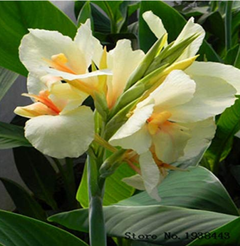 Canna Lily Bulbs - Ermine - Tropical House Plant - White Flowers 2 Bulb - (Color: 1) by Kasuki