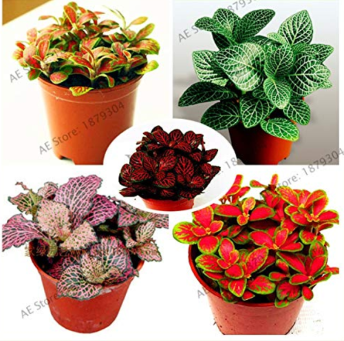 100pcs/bag Fittonia verschaffeltii Garden,Perennial Bonsai Plant for Indoor and Outdoor Plant,Ornamental Plants