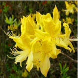 Beautiful 100% True Rhododendron Flower Flores Potted 24 Varieties 100pcs / Bag Rare Bonsai Garden Plant