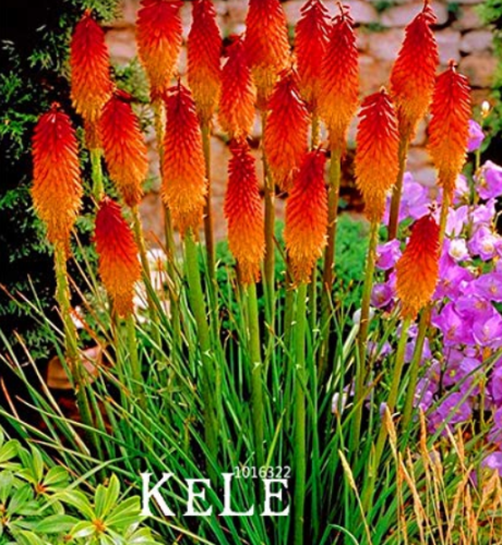 100 PCS/Lot Kniphofia Flower Seeds red hot pokers-plants So Pretty Long Blomming fiery-hued flowers light