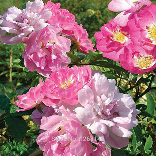 100 pcs Rose multiflora Nana Perpetua 'Garden Party' Hardy Shrub Bonsai