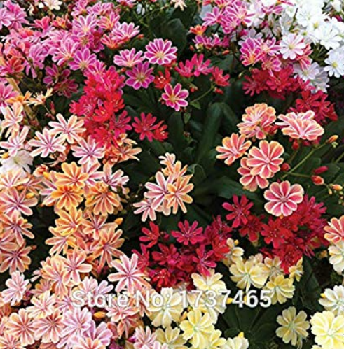 Imported Real 5pcs/lot Lewisia Cotyledon 'Galaxy Mixed' Flower Bonsai Plant Home Garden