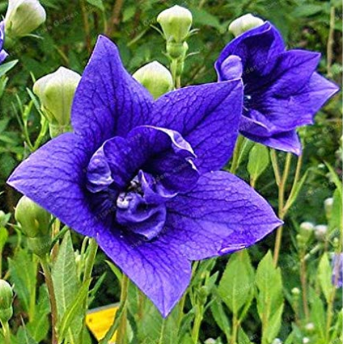 Blue Balloon Flower Bonsai Platycodon Grandiflorus Perennial Bonsai Flower Bonsai for Home Garden Plants 100 PCS/Bag