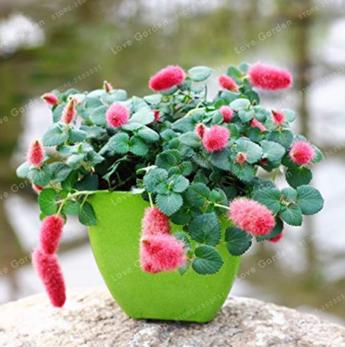 Acalypha Hispida Bonsai Chenille Plant Red-Hot Cattail Beautiful Home Garden Grass Bonsai Decorate Your Home 100 Pcs