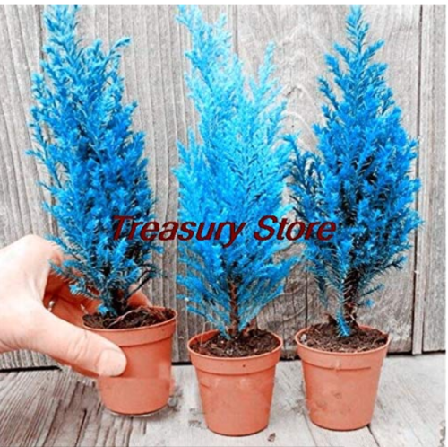 50 Pcs Italian Blue Cypress Tree Indoor Outdoor Desk Ornamental Plants, Rare Christmas Tree Perennial Flower Pots Seed - (Color: 50pcs Cypress Trees)