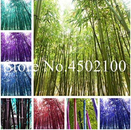 50 Pcs Rare Black Timor Bamboo Bonsai, Bambusa Purple Colorful Bamboo Garden Planted Courtyard Bonsai Moso Tree Plants