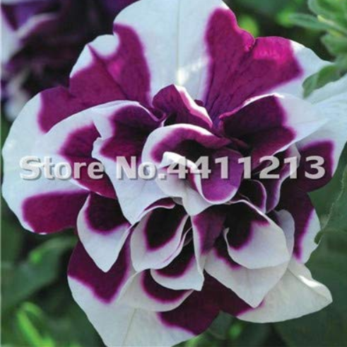 200 pcs/Pack Bonsai Petunia Garden Bonsai Moon Night Sky Double Purple Flowers Purple Sky Black Petunia High Germination