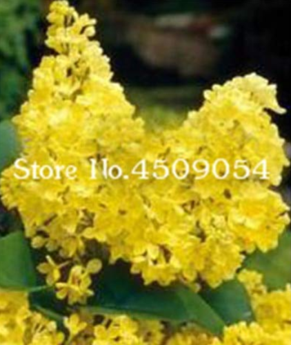 100 Pcs Japanese Lilac Plant indor Plants Lilac Clove Flower Potted Plant for Home Semillas Garden Supplies