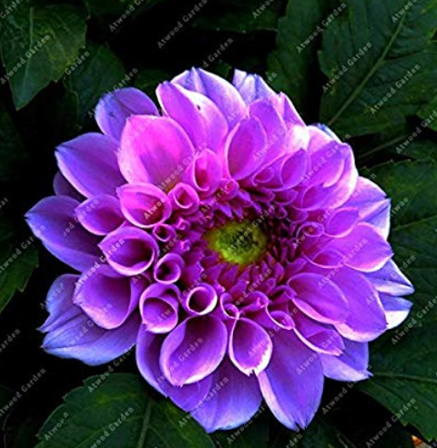 100 Pieces Flowers Beautiful Seven Color Dahlia of Flowers Perennial Bonsai Most Widely Cultivated Ornamental Plants