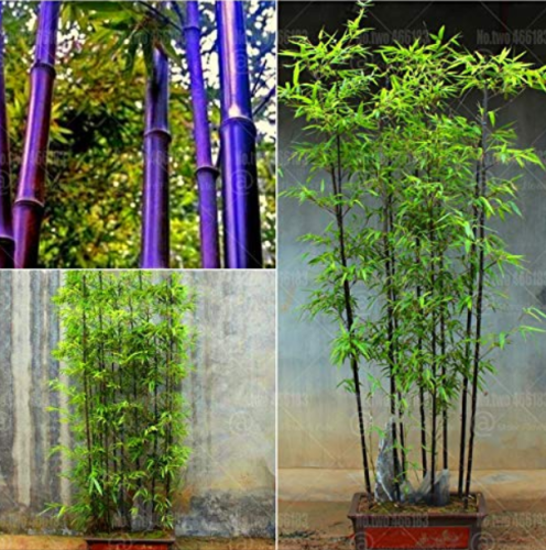 40Pcs Bonsai Purple Bamboo Bonsai Plants Rare Phyllostachys nigra Perennial Bambu Decoration Home Garden Potted Plants