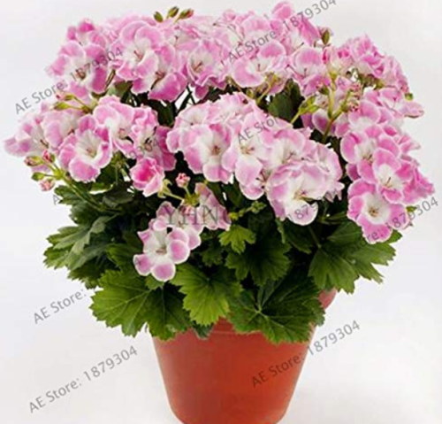 105pcs/ Bag Bonsai Potted Geranium Planting Season Flores high Germination Rate,for Home and Gardening Plant