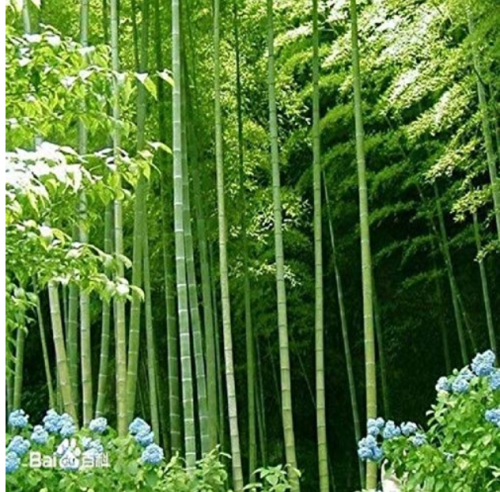 40pcs MOSO Bamboo Huge Mao Bamboo Bonsai- bonsais - Phyllostachys pubescens/edulis - Moso Hardy Bamboo Garden Plants