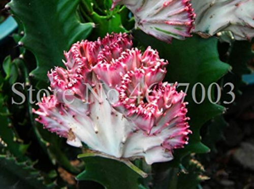 Lactea Bonsai 100 pcs/Bag Perennial Succulent Shape Peculiar & Beautiful with High Ornamental Value Easy to Grow
