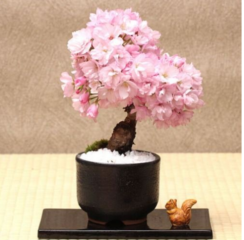 20PCS Cherry Bonsai Bonsai Tree Japanese New Blossoms Sakura seeds Flower Seeds