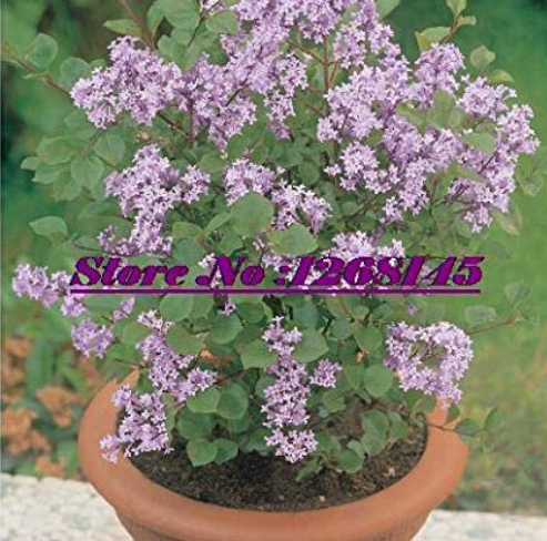 20pcs Dwarf Lilac,Syringa meyeri Potted Flower Bonsai