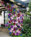100 pcs Climbing Clematis (not Bulb) Clematis Florida Bonsai Flower Perennial Flowering Potted Plants DIY Home Garden