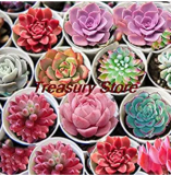200 pcs/Bag Exotic Mini Succulent Cactus Rare Succulent Perennial Herb Plants Seed Pot Flower Indoor for Garden Flore Pot