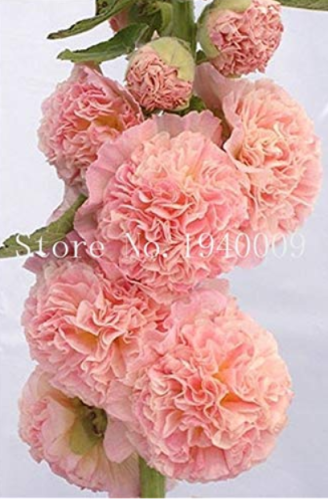 200 pcs/Bag Double Hollyhock Outdoor Blooming Subtropical Bonsai Potted Althaea Rosea Flower Plant for Home Garden Decor