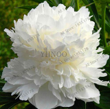 10pcs Rare Peony Plants,Top Brass Peony, 21 Colors to Choose Bonsai Flower Garden, Chinese National Flower