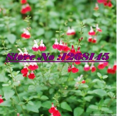 100pcs Salvia microphylla ' Hot Lips' Bonsai Potted Plant DIY Home Garden