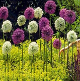 200 pcs Giant Allium Giganteum Seed Flower Plant Purple Allium Gorgeous Flower Germination Rate of 95%