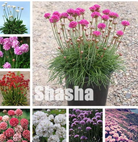 100Pcs Rare Armeria Maritima Bonsai - Sea Thrift,Seagrass Plant,Outdoor Bonsai Flower,Potted for Home Garden Courtyard Plant - (Color: Mixed)'