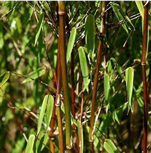 20PCS Fresh Black Bamboo (Fargesia Sp Jiuzhaigou 4) Hardy