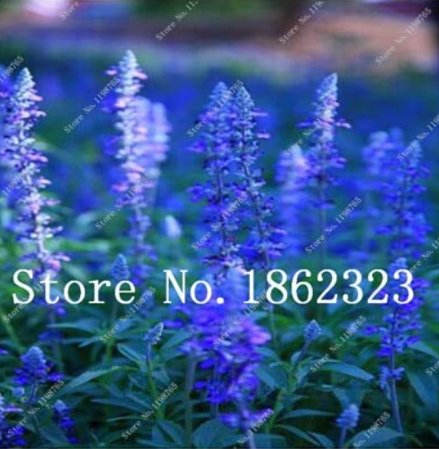 100 Pcs French Provence Lavender Plant Beautiful Flower Plant Very Fragrant Organic Lavender Plant for Home Garden Planting