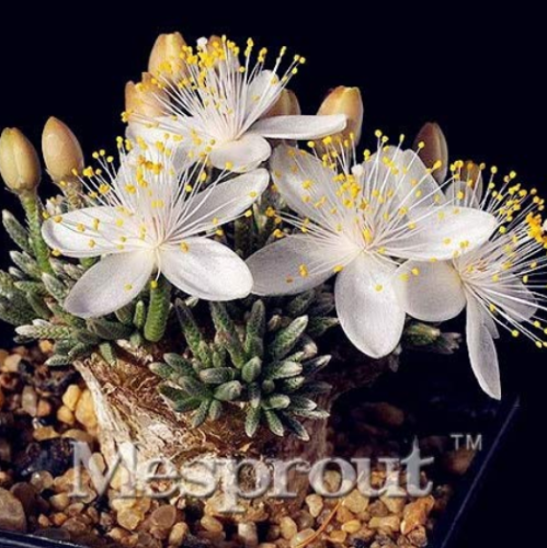 Specials 50PCS Flower Kam Seed Potted Seed Plant Avonia quinaria Flower Seed for Home Garden