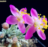 Specials 50PCS Flower Kam Seed Potted Seed Plant Avonia quinaria Flower Seed for Home Garden