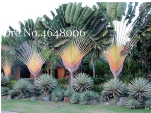 100 Pcs/Bag Purple Travelers Palm Flores Bonsai, Ravenala Madagascariensis Chinese Fan Palm Plant,Tall Evergreen Tree DIY Garden