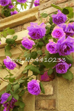 100 Pcs Thailand Climbing Beautyful Rose Bonsai Flowers Rare Mutli-Color Rose Bonsai Climbing Plants for Home & Garden