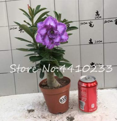 5 Pcs/Bag Multicolor Desert Rose Bonsai Garden Home Pot Balcony Flower Adenium Obesum Succulent Bonsai Flower Pots Plant
