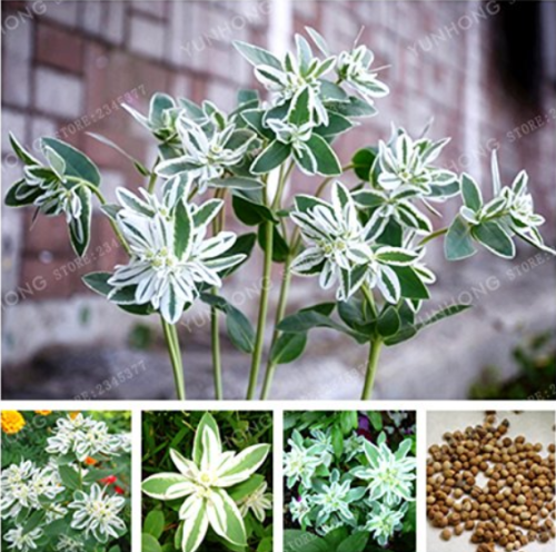 50 pcs Euphorbia Marginata Pursh Heat Resistant Ever Green Leaf Snow-ON-The-Mountain Foliage Plants DIY Gardening Potted Plant