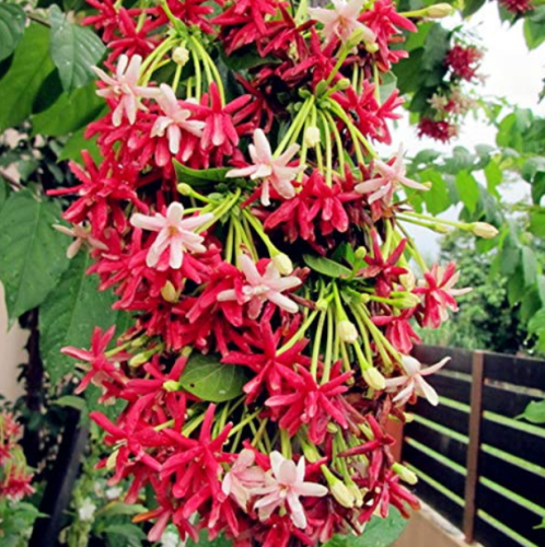 50pcs Rare Quisqualis, Bonsai Flower Bonsai,NIX Colours, Heirloom Quisqualis Perennial Flower Bonsai Plant for Home Garden