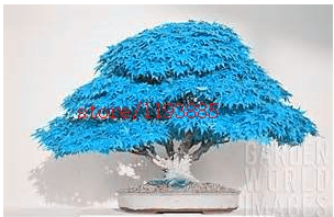 20pcs/bag bonsai blue maple tree seeds Bonsai tree seeds. rare japanese sky blue maple seed. Balcony plants for home garden -- Arcis New
